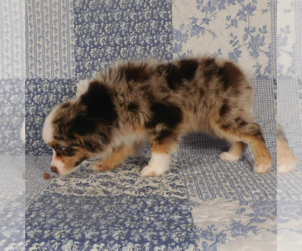 Medium Photo #6 Miniature Australian Shepherd Puppy For Sale in HARRISON, OH, USA