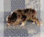 Small #5 Miniature Australian Shepherd