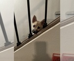 Small #122 Pomsky