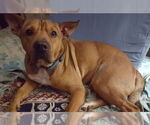 Small #7 Chinese Shar-Pei Mix