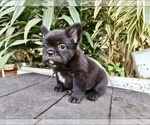 Small Photo #46 French Bulldog Puppy For Sale in DETROIT, MI, USA