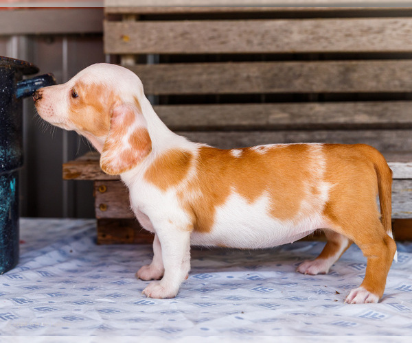 Medium Photo #6 Dachshund Puppy For Sale in WAKARUSA, IN, USA