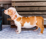 Small Photo #34 Dachshund Puppy For Sale in WAKARUSA, IN, USA