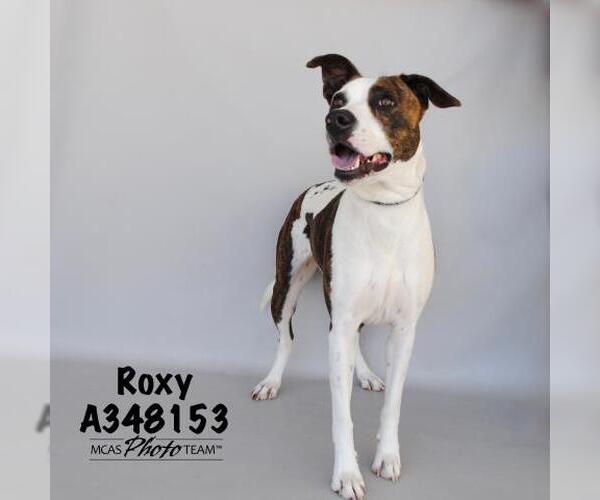 Medium Photo #1 Labrador Retriever-Unknown Mix Puppy For Sale in Conroe, TX, USA