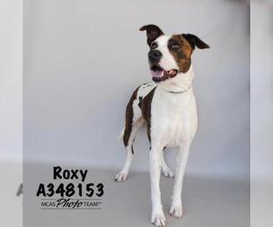 Labrador Retriever-Unknown Mix Dogs for adoption in Conroe, TX, USA