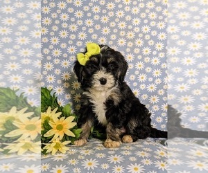 Miniature Bernedoodle Puppy for sale in OXFORD, PA, USA