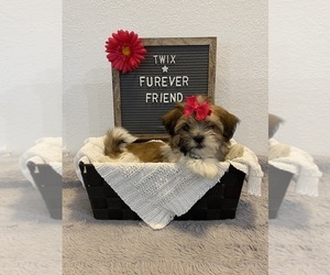 Zuchon Puppy for sale in BLOOMFIELD, IN, USA