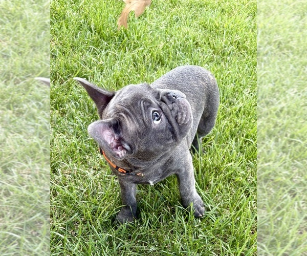 Medium Photo #37 French Bulldog Puppy For Sale in CANYON, TX, USA