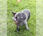 Small Photo #37 French Bulldog Puppy For Sale in CANYON, TX, USA