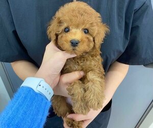 Poodle (Toy) Puppy for sale in REDLANDS, CA, USA
