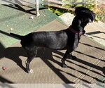 Small Photo #11 Mutt Puppy For Sale in Rootstown, OH, USA