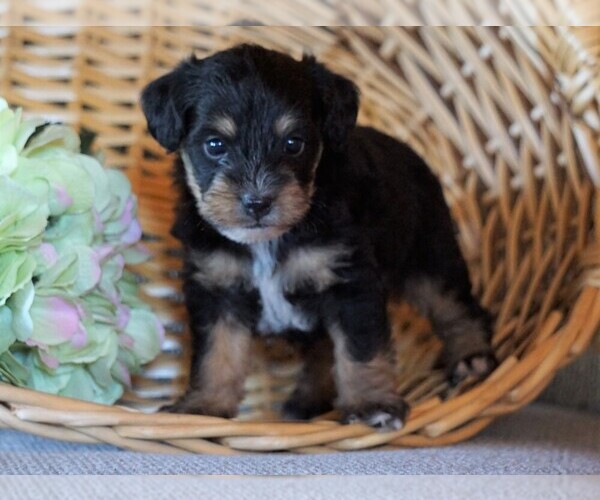View Ad Jack Russell TerrierPoodle (Toy) Mix Puppy for Sale near Ohio