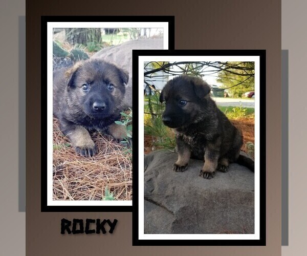 Medium Photo #5 German Shepherd Dog Puppy For Sale in BROOKFIELD, MO, USA