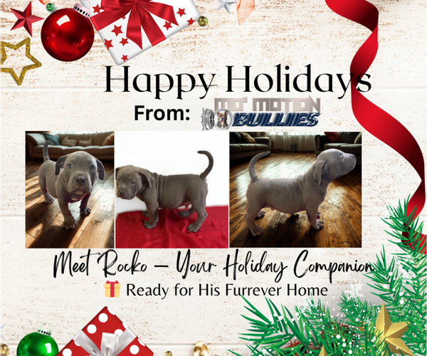 Medium Photo #1 American Bully Puppy For Sale in UPPER MARLBORO, MD, USA