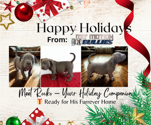 American Bully Puppy for sale in UPPER MARLBORO, MD, USA