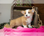 Small Photo #15 Pembroke Welsh Corgi Puppy For Sale in WAKARUSA, IN, USA