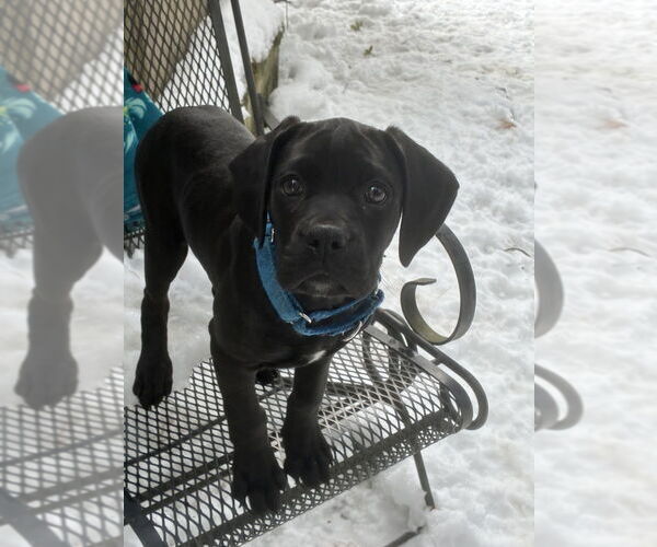 Medium Photo #9 Boweimar Puppy For Sale in Brewster, NY, USA