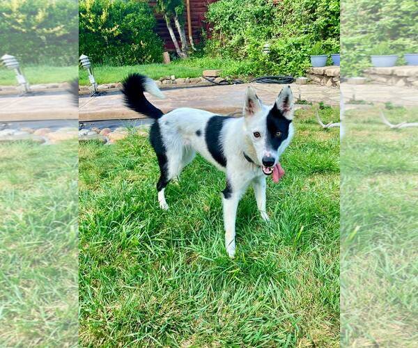 Medium Photo #2 Border Collie Puppy For Sale in Paso Robles, CA, USA