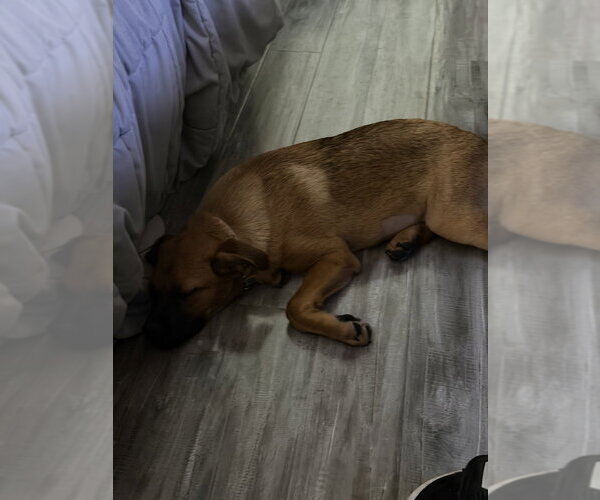 Medium Photo #4 Mutt Puppy For Sale in FRAMINGHAM, MA, USA