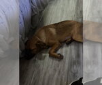 Small #3 Mutt