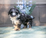 Puppy Cora Poodle (Miniature)