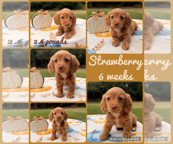 Medium Photo #1 Dachshund Puppy For Sale in NACOGDOCHES, TX, USA