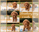 Image preview for Ad Listing. Nickname: Strawberry