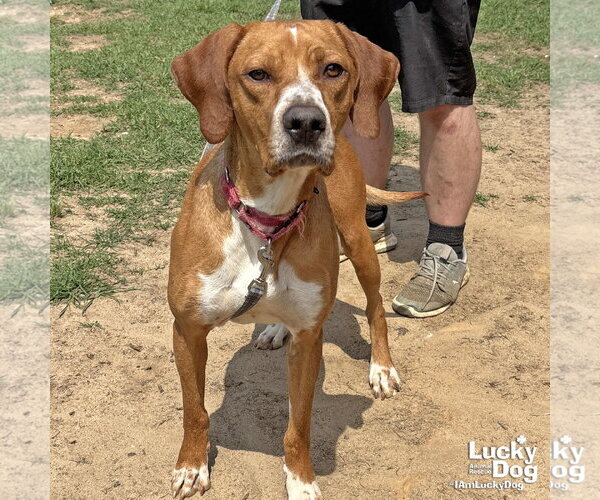 Medium Photo #4 Redbone Coonhound-Unknown Mix Puppy For Sale in Washington, DC, USA