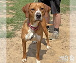 Small #3 Redbone Coonhound Mix