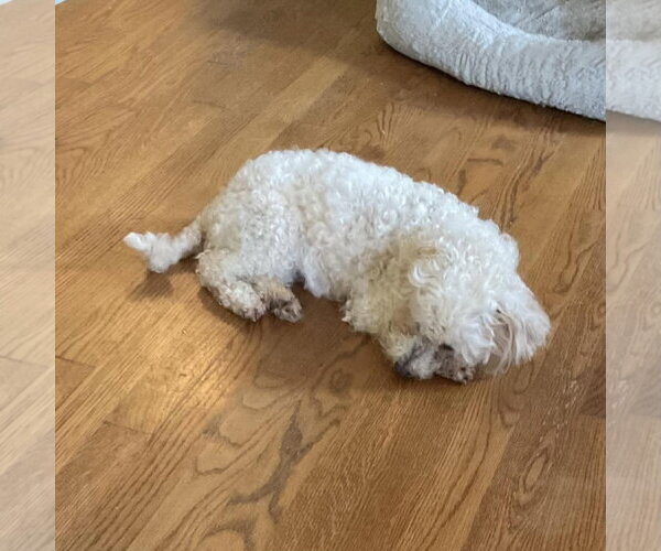 Medium Photo #3 Poodle (Miniature) Puppy For Sale in Spring Lake, NC, USA