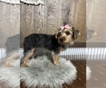 Small #4 Yorkshire Terrier
