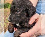 Small #3 F2 Aussiedoodle