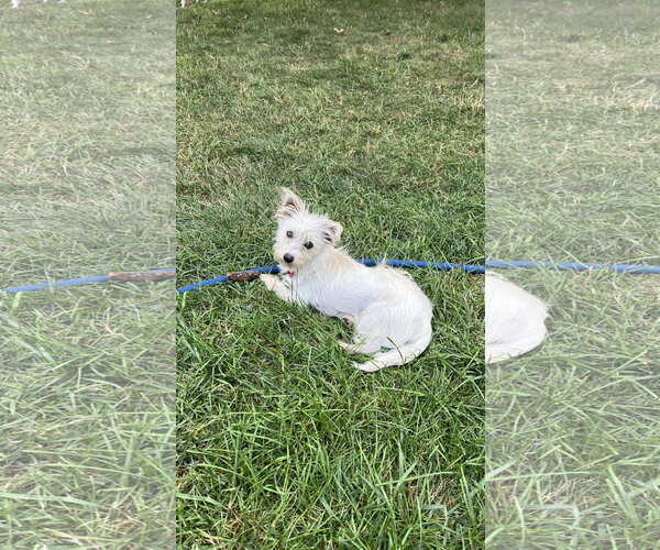 Medium Photo #3 Mutt Puppy For Sale in New London, WI, USA