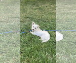 Small #2 Mutt