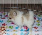 Small #2 Pomeranian