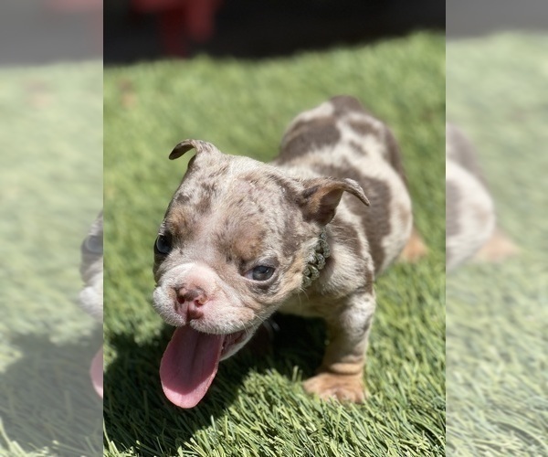 Medium Photo #5 Bulldog Puppy For Sale in LOS ANGELES, CA, USA