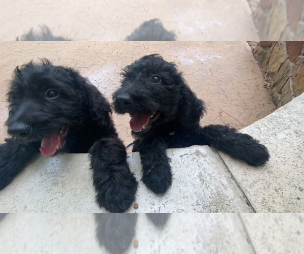 Medium Photo #4 Goldendoodle Puppy For Sale in MANSFIELD, TX, USA