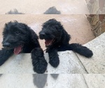 Small Photo #4 Goldendoodle Puppy For Sale in MANSFIELD, TX, USA