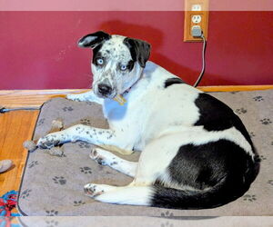 Huskies -Unknown Mix Dogs for adoption in Minneapolis, MN, USA
