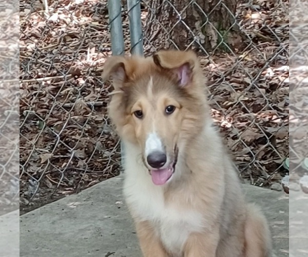 Medium Photo #1 Collie Puppy For Sale in CHARLOTTE, NC, USA