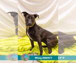 Small #2 Labrador Retriever Mix