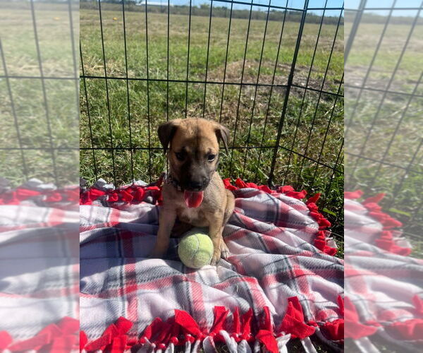 Medium Photo #1 Great Dane-Unknown Mix Puppy For Sale in Bullard, TX, USA