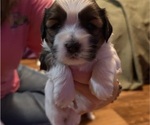 Puppy Freckles Shorkie Tzu