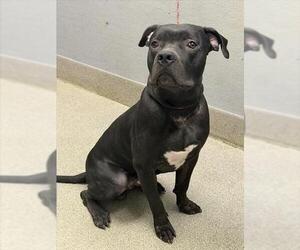 Mutt Dogs for adoption in Las Vegas, NV, USA