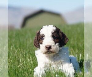 Poodle (Standard)-Springerdoodle Mix Puppy for sale in SAINT IGNATIUS, MT, USA