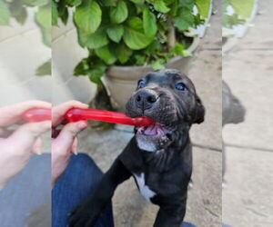 Labrottie Dogs for adoption in Bellingham, WA, USA