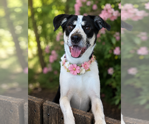 Em - Female Aussiedor Dog for Adoption - Photo #3