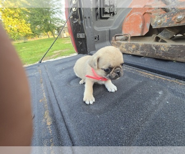Medium Photo #1 Pug Puppy For Sale in HARTVILLE, MO, USA