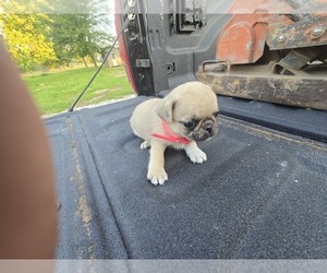 Pug Puppy for Sale in HARTVILLE, Missouri USA