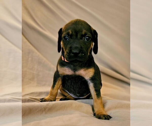 Medium Photo #1 Mutt Puppy For Sale in Plainfield, IL, USA
